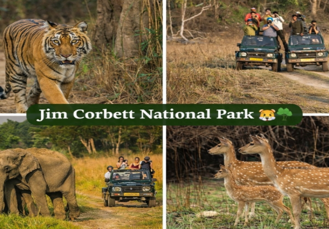 Jim-Corbett Wildlife Tour Package
