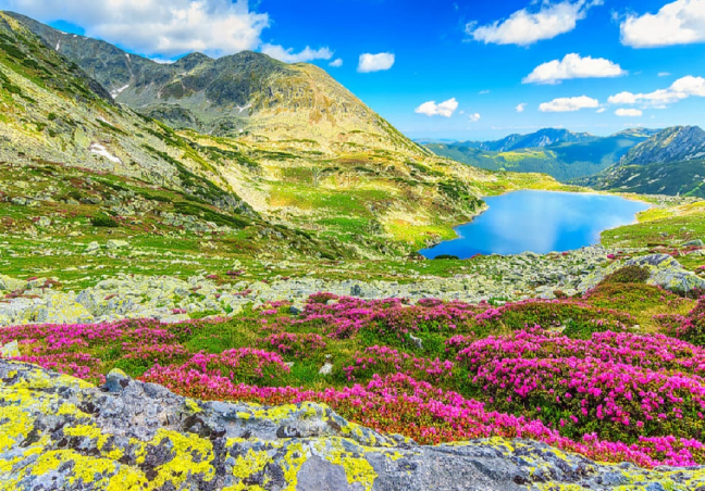 Valley Of Flowers Tour