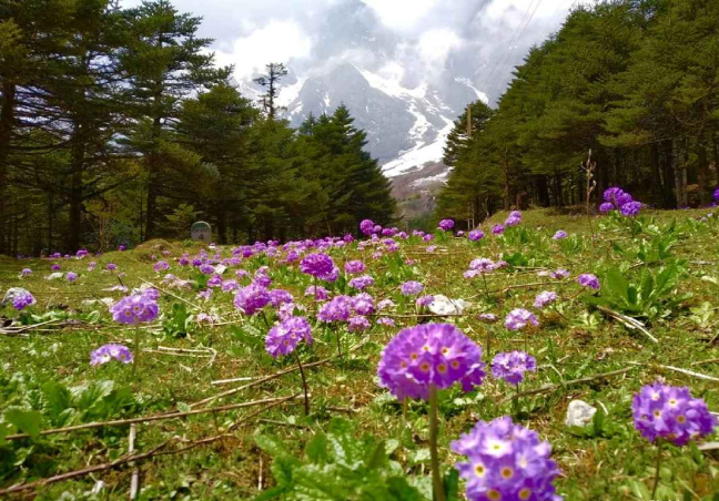 Yumthang Valley Visit, Lachung – The Valley of Flowers in Sikkim