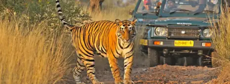 Wildlife Safari in Ranthambore National Park