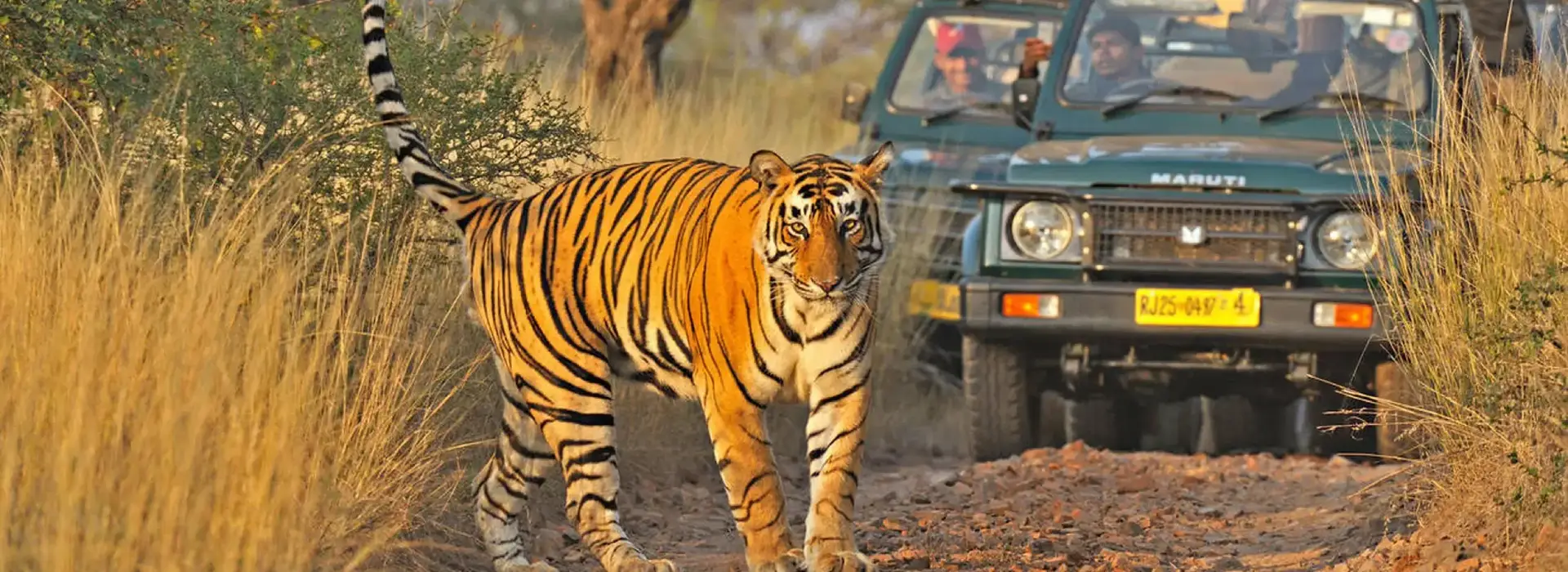 Wildlife Safari in Ranthambore National Park