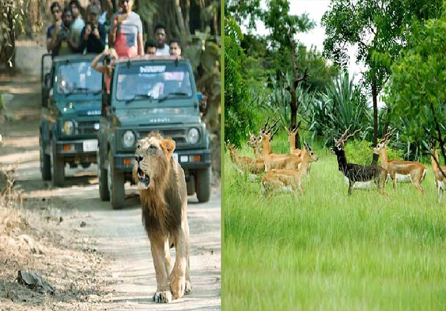 Gujarat Wildlife and Nature tour Package