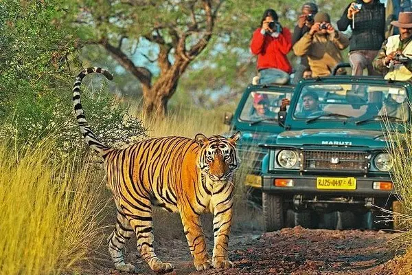 Ranthambore Sightseeing Tour