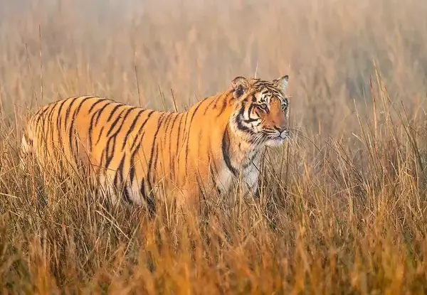 Corbett Wildlife Tour | Tiger Tracking & Birdwatching