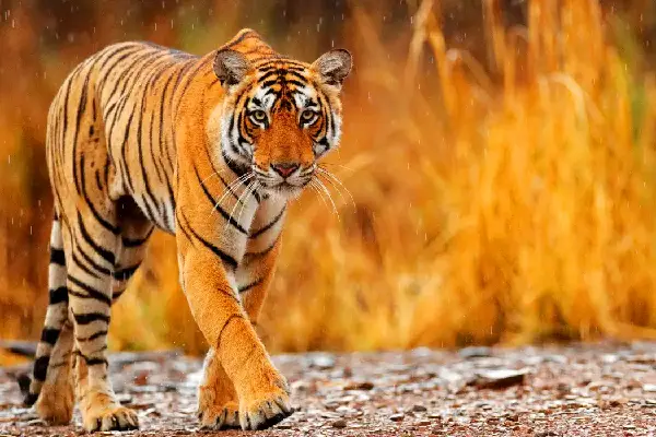 Wildlife and Heritage India Tour